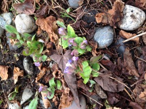 pulmonaria Azurea 