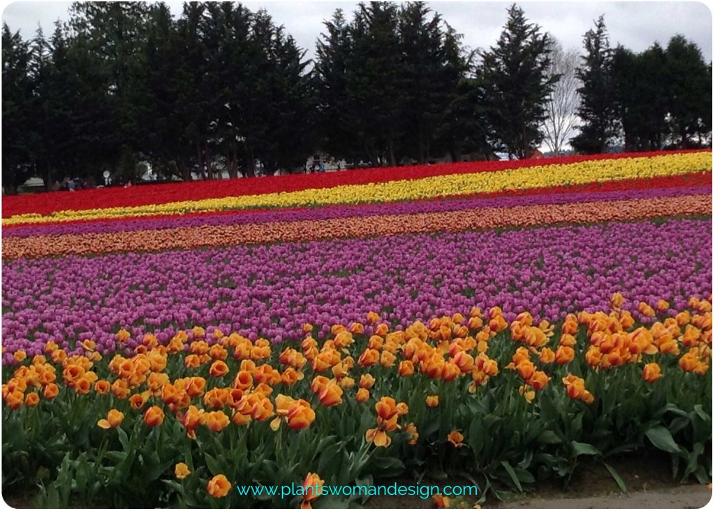 SkagitTulipFestival-004