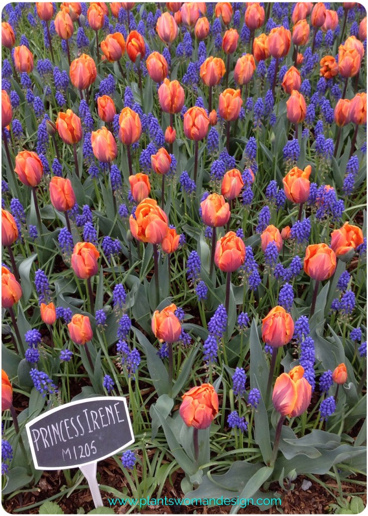 SkagitTulipFestival-007