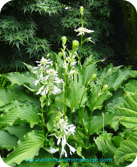 blooming hosta