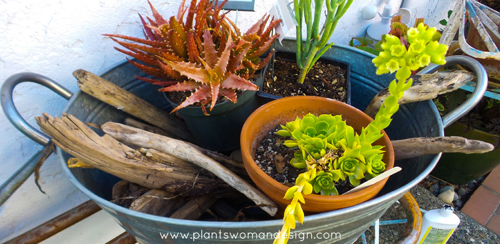 plantswoman design succulent container