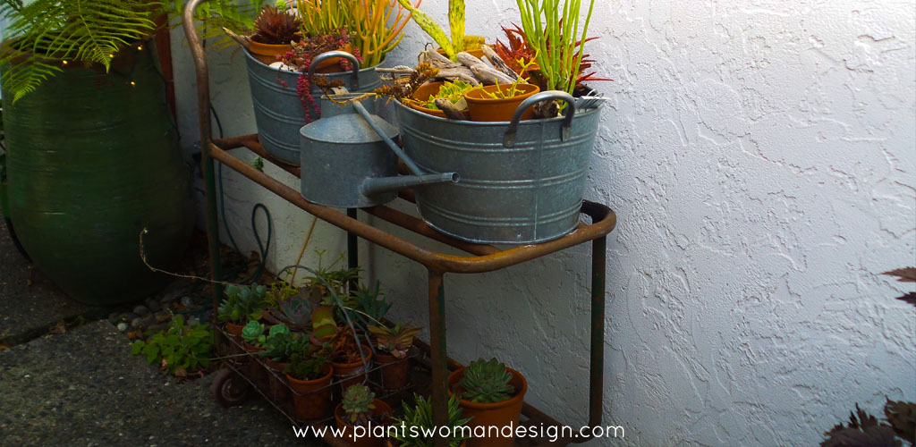 plantswoman design succulent container