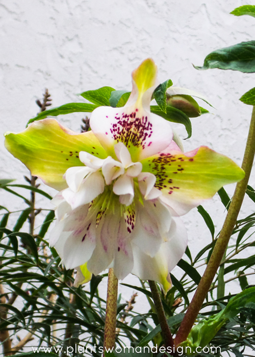 hellebore winter jewel