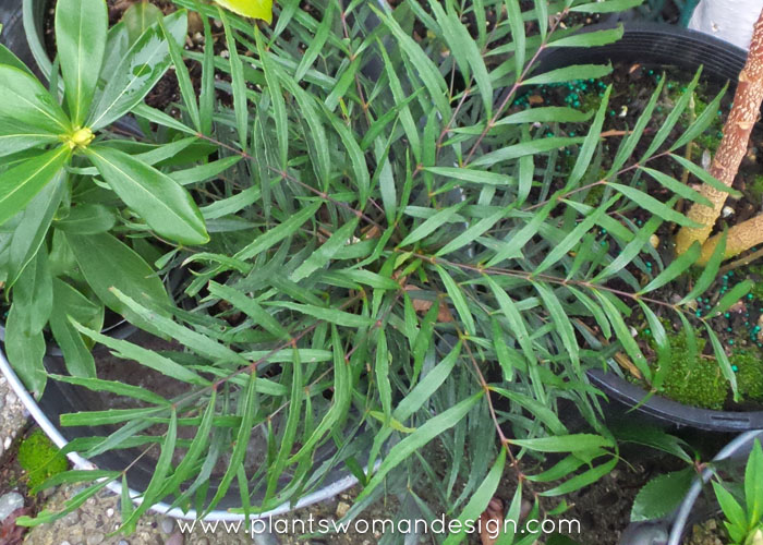 MAHONIA E.’SOFT CARESS’ 