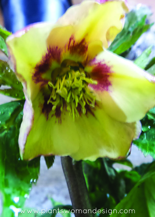 hellebore mardi gras