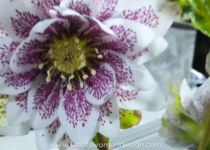 hellebore painted double