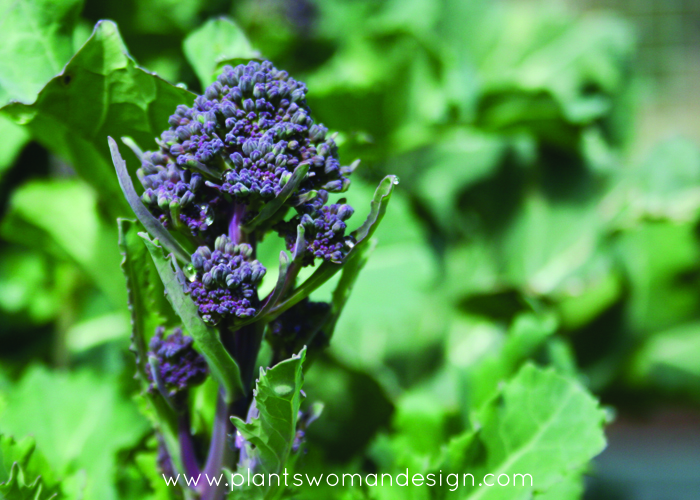 purple broccoli