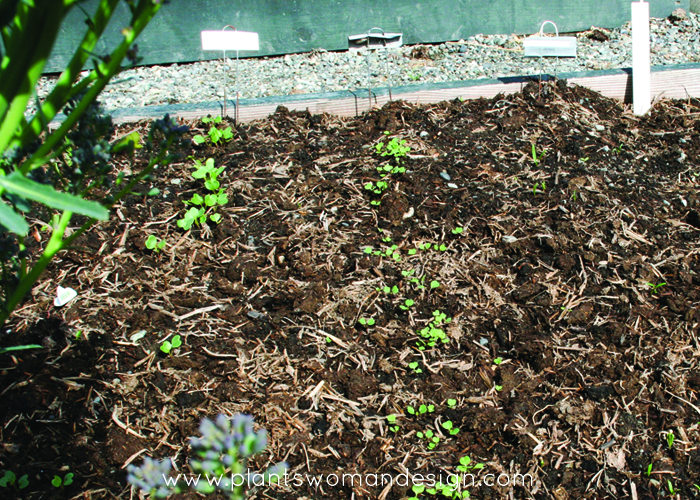 seedlings in mushroom compost