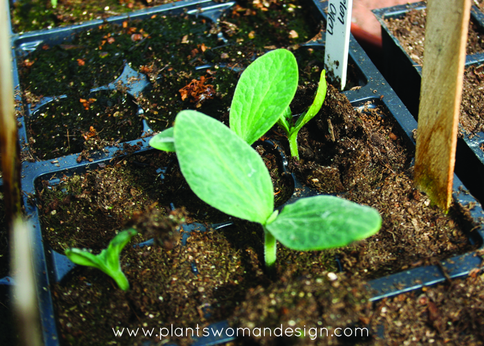 expired seeds germinating