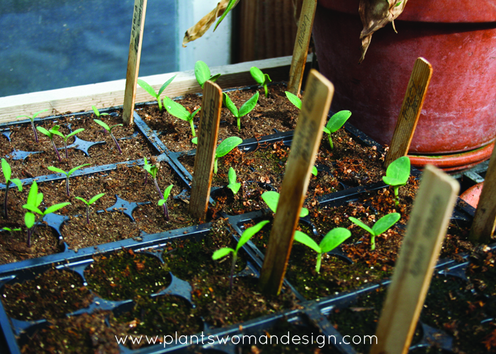 expired seeds germinating