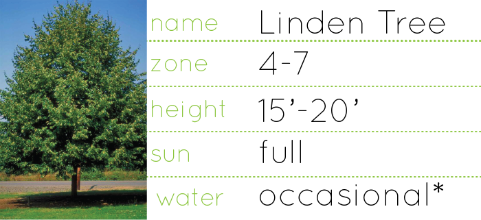linden tree plantswoman design plant information