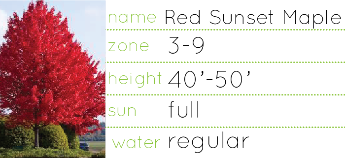 red sunset maple plantswoman design plant information