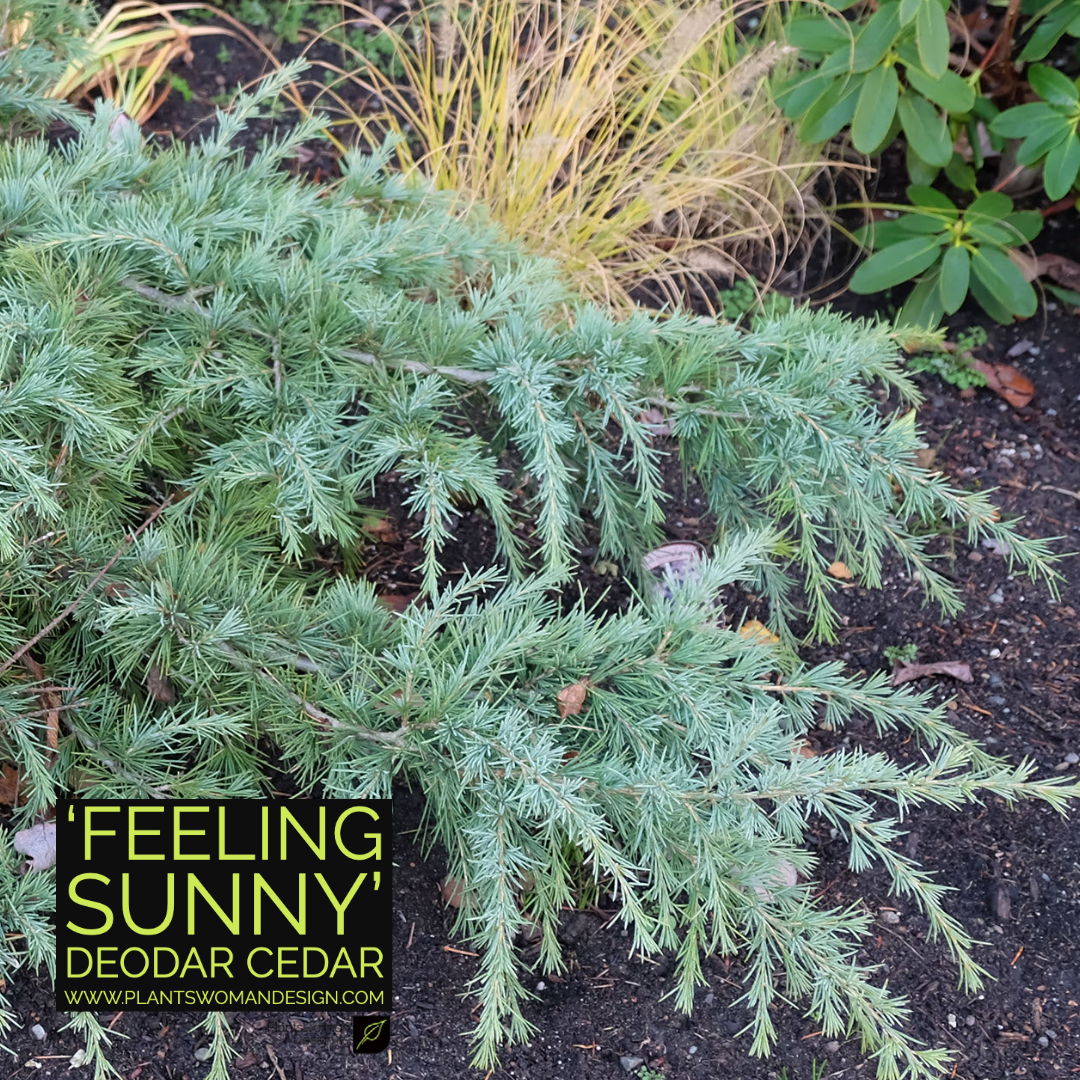 Feeling Sunny Deodar Cedar plantswoman design