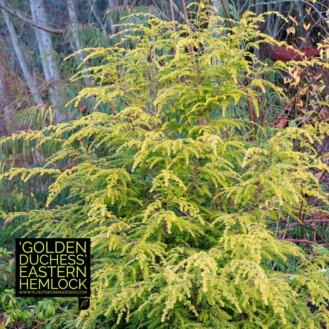 golden duchess eastern hemlock plantswoman design