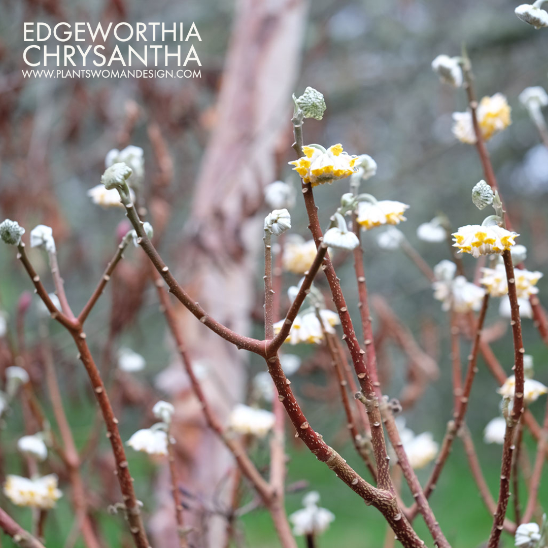 edgeworthia winter bloom plantswoman design