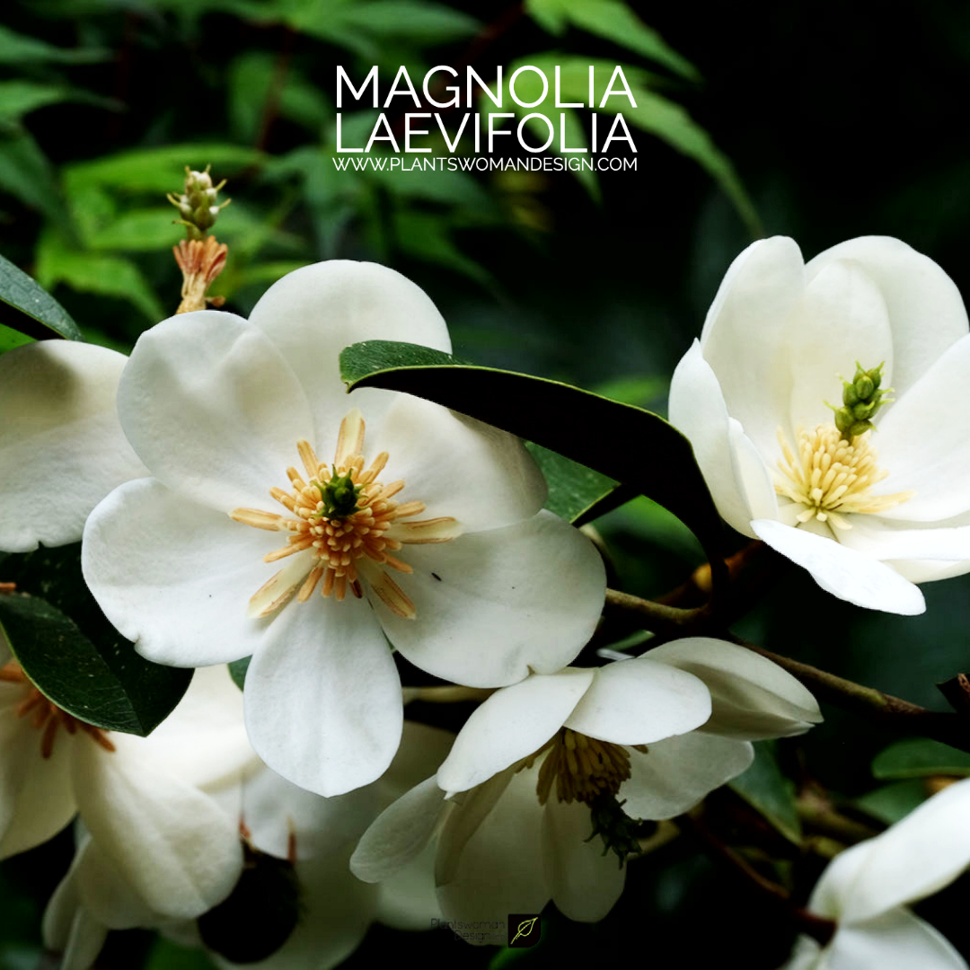 Magnolia laevifolia plantswoman design 