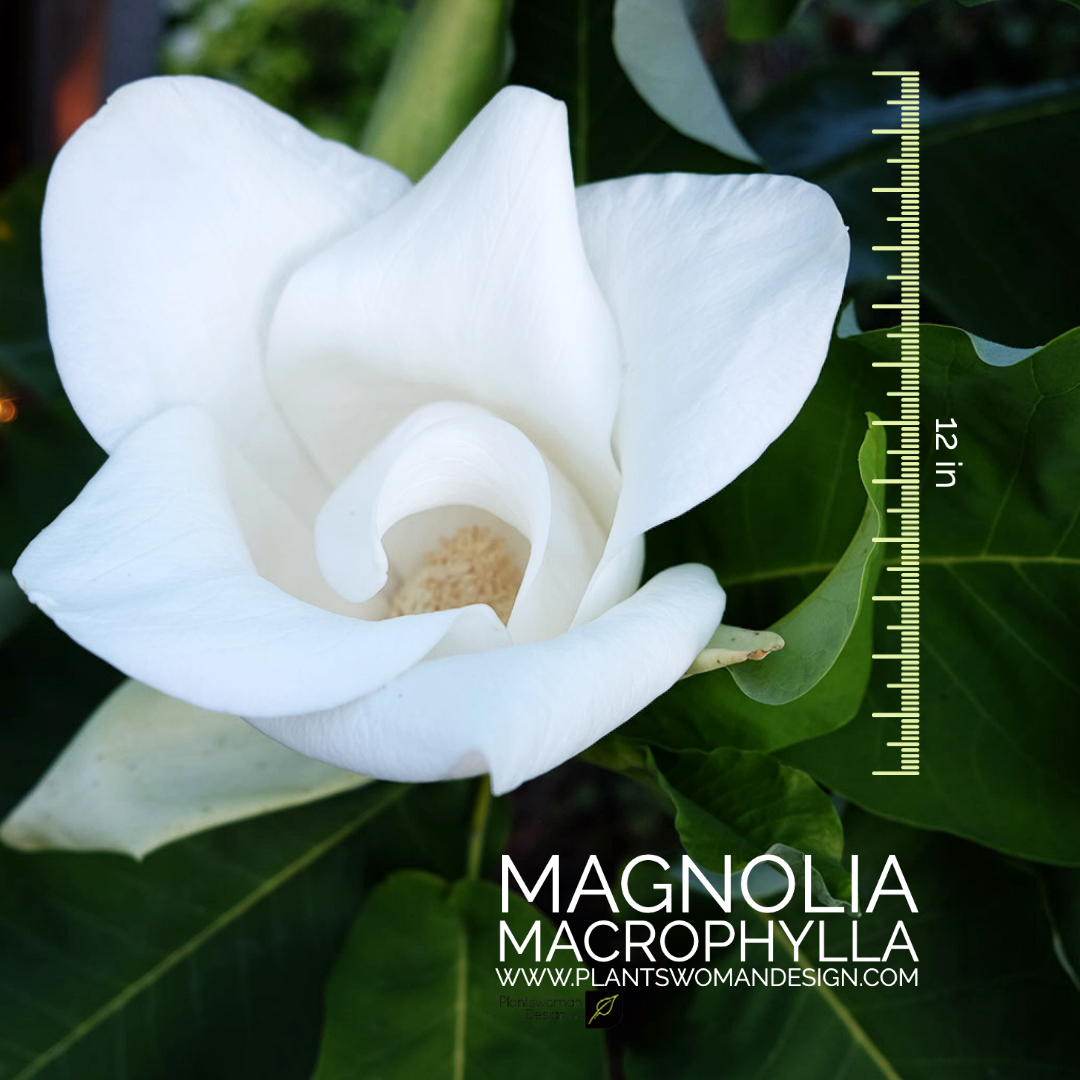 Magnolia macrophylla plantswoman design