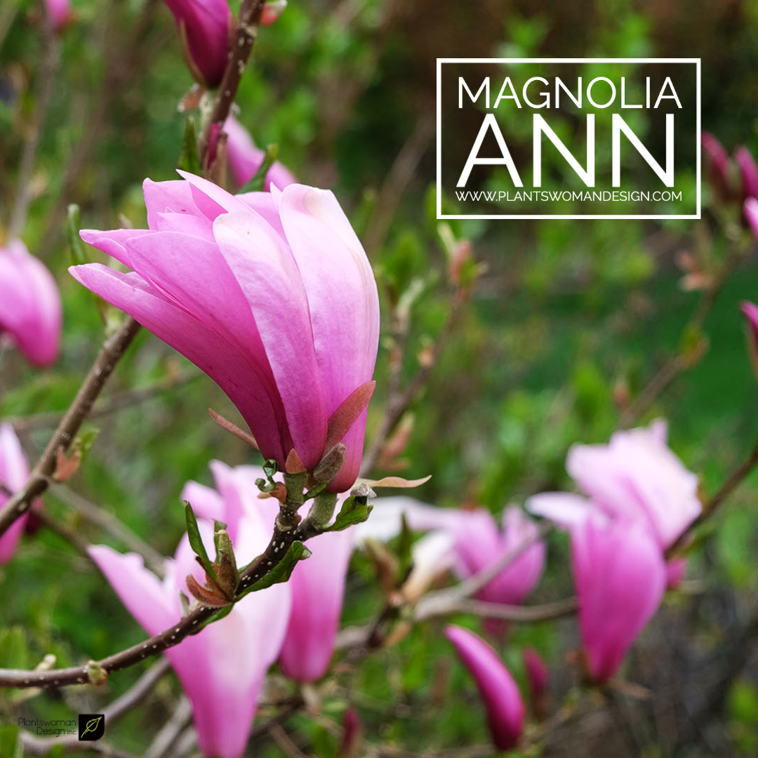 magnolia ann plantswoman design