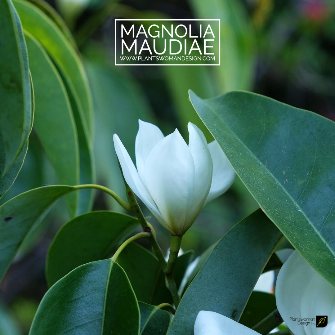 magnolia maudiae plantswoman design