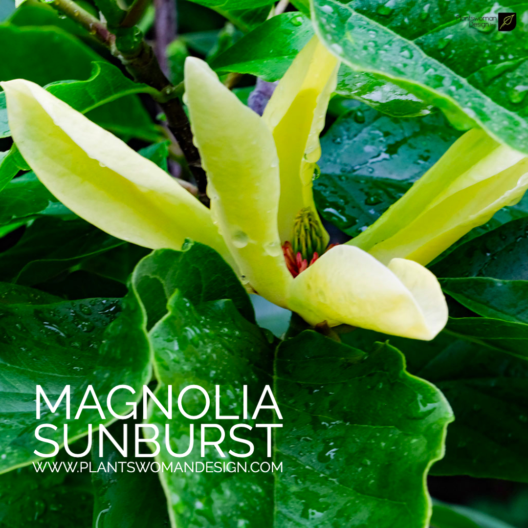magnolia sunburst plantswomandesign