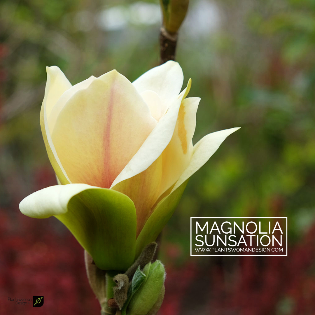 magnolia sunsation plantswoman design 