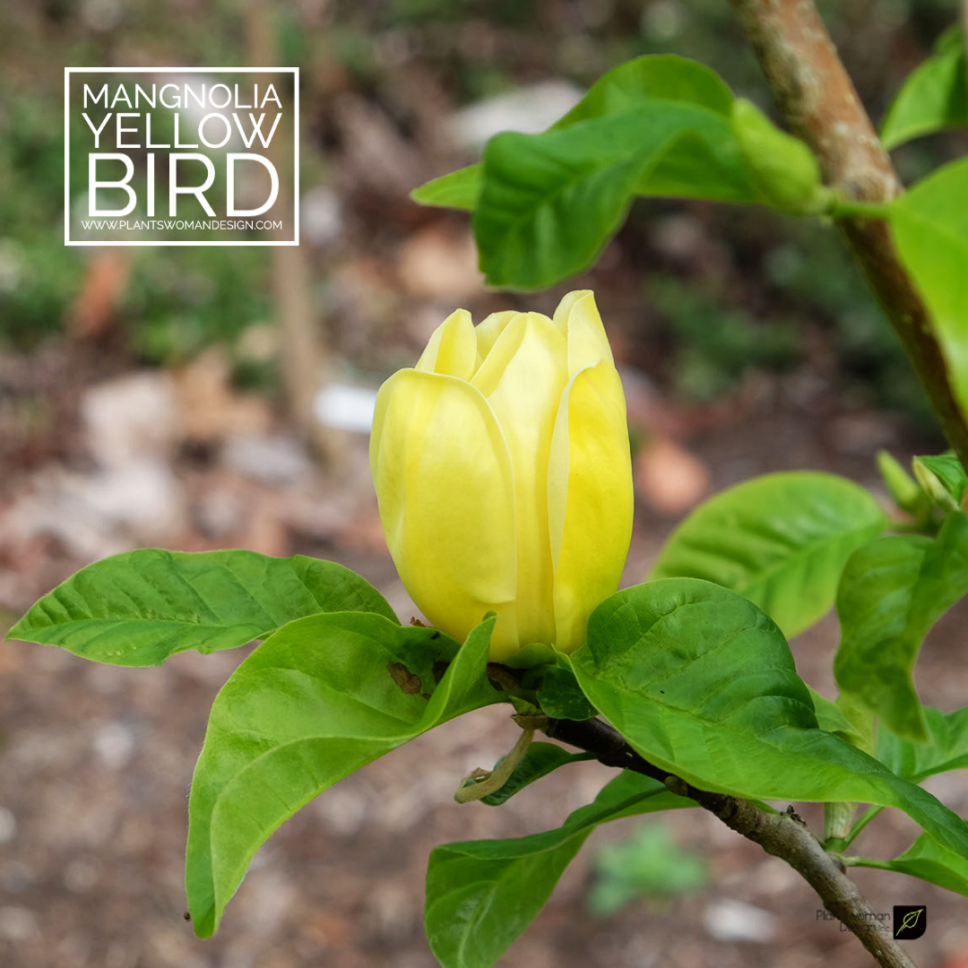 mangnolia yellow bird plantswoman design 