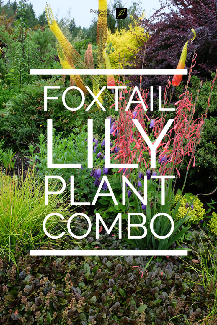 fox lily combo plantswoman design