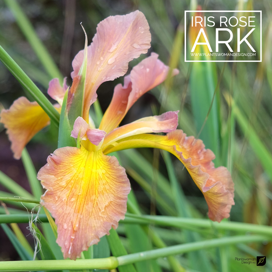 iris rose ark plantswoman design