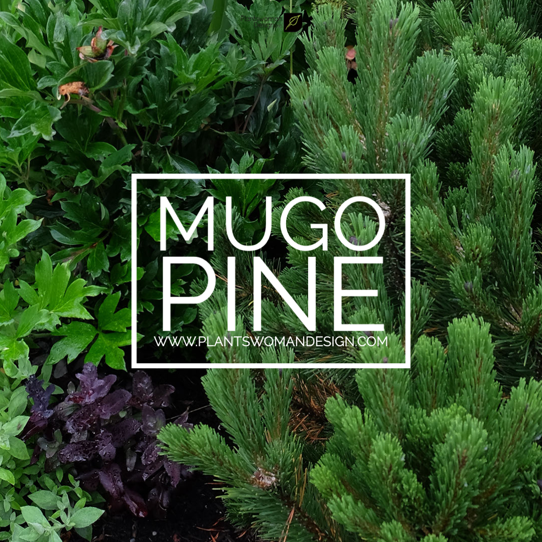mugo pine plantswoman design insta