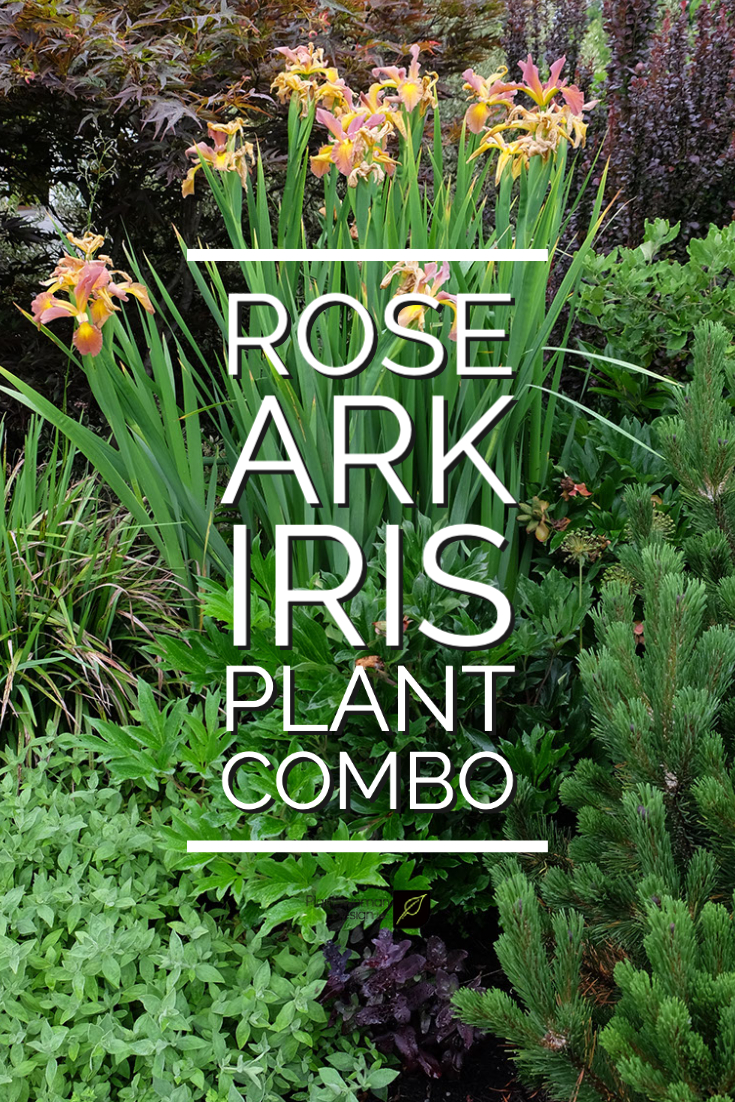 rose iris combo title Plantswoman design