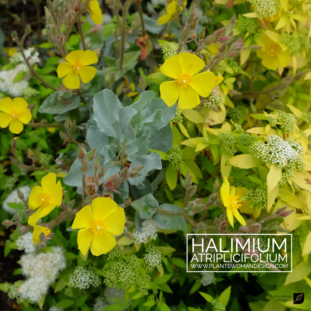 Halimium atriplicifolium plantswoman design