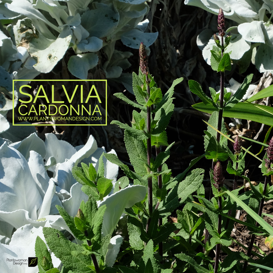 Salvia Cardonna plantswoman design