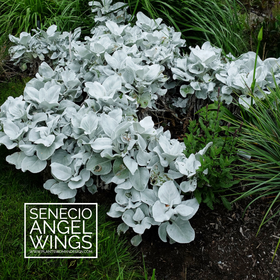 Senecio Angel Wings plantswoman design