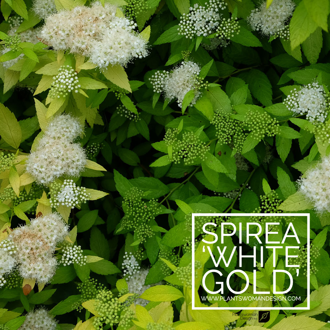 Spirea ‘White Gold’ plantswoman design