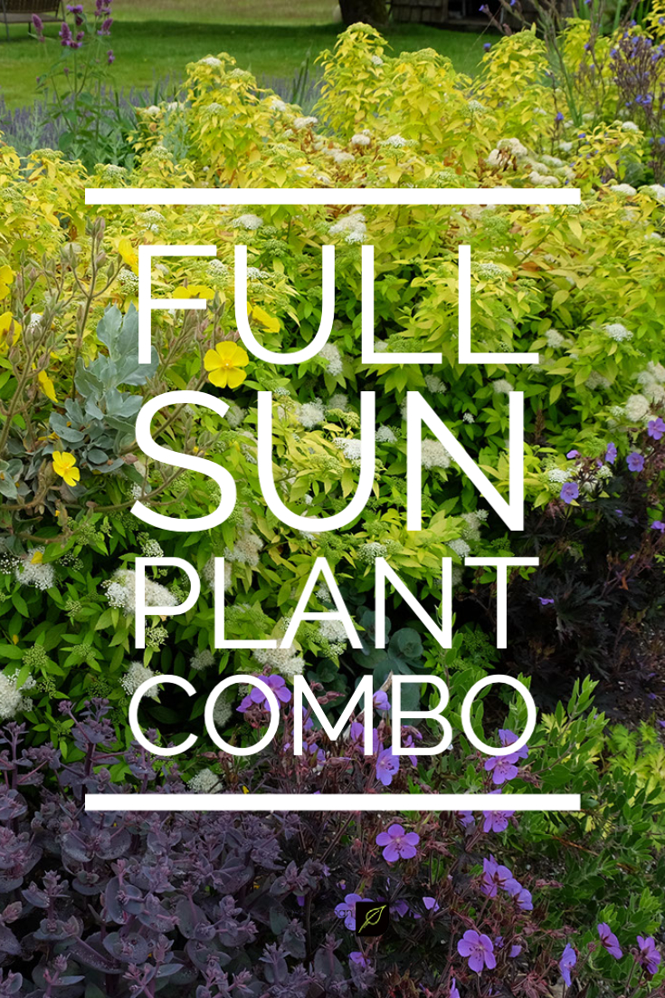 full sun plant combo plantswoman deisgn