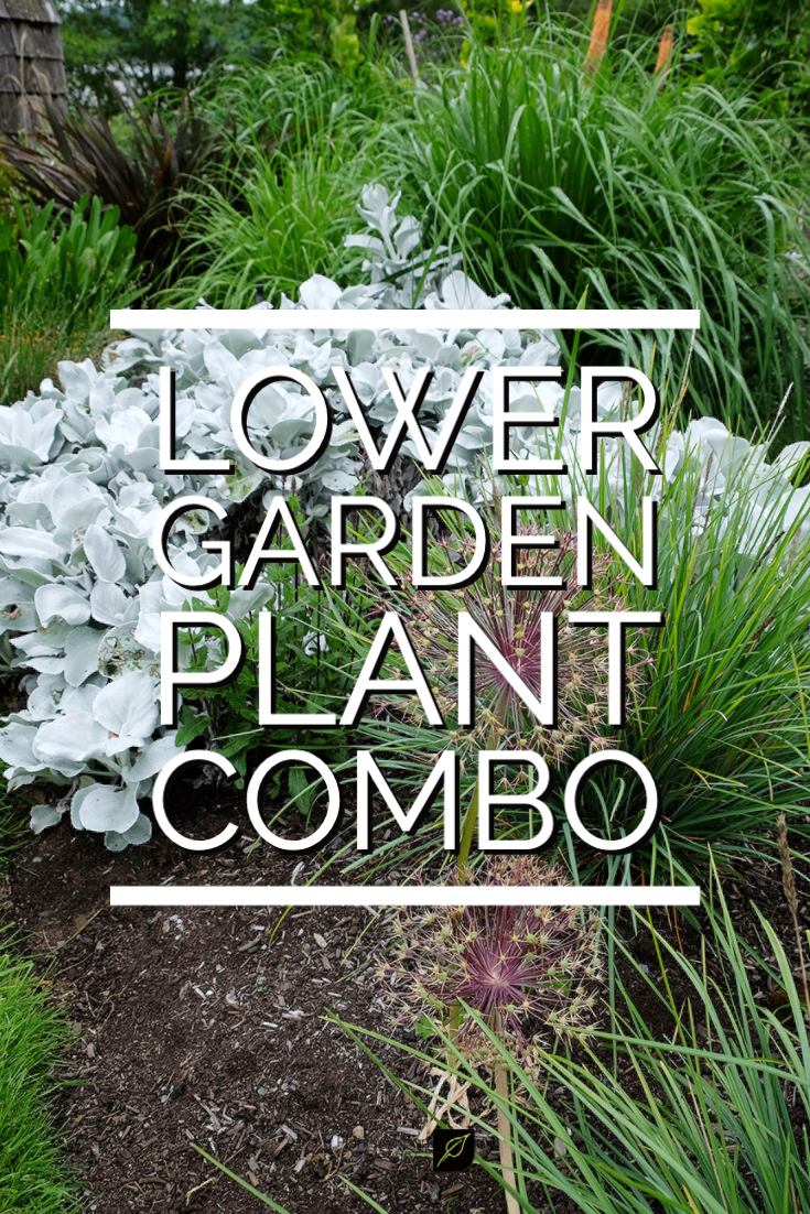 lower garden combo plantswoman design