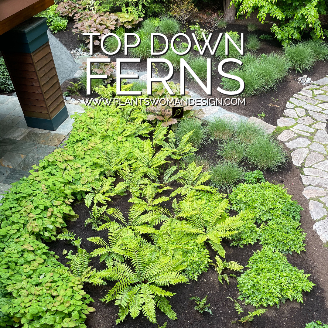 top down ferns plantswoman design 001