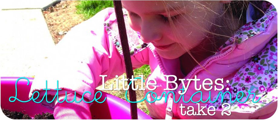 Little Bytes: Lettuce Container Round 2