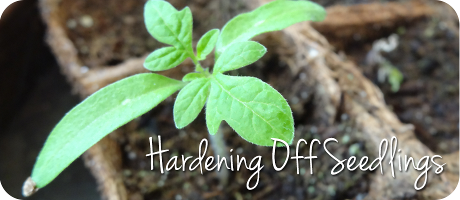 Hardening Off Seedlings