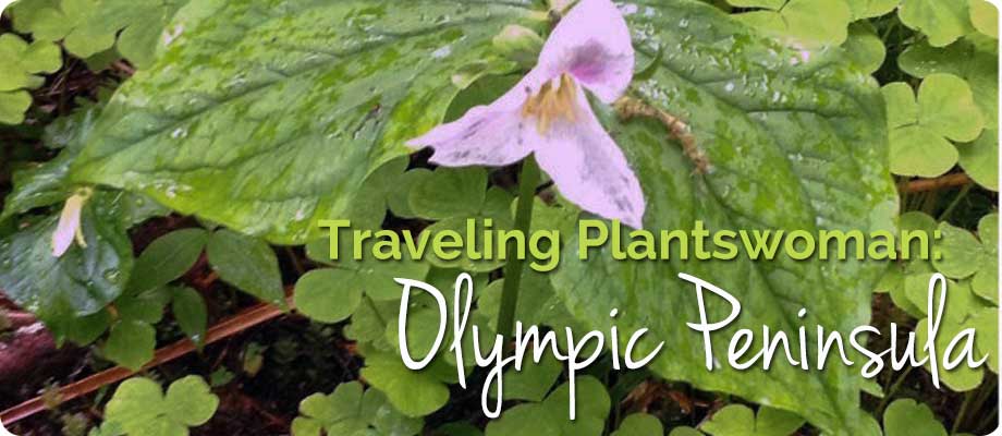 Traveling Plantswoman – Spring on the Olympic Peninsula