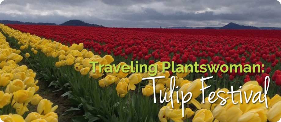 Traveling Plantswoman – Skagit Valley Tulip Festival