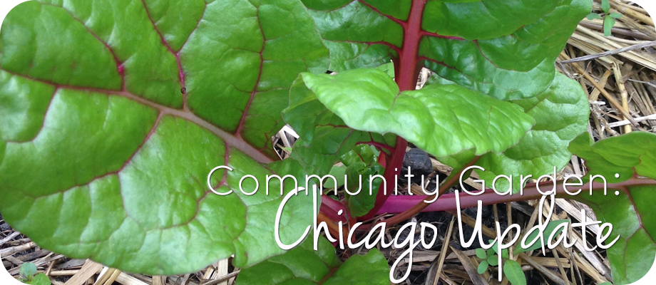 Community Garden: Albany Park Update