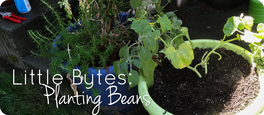 how to plant beans
