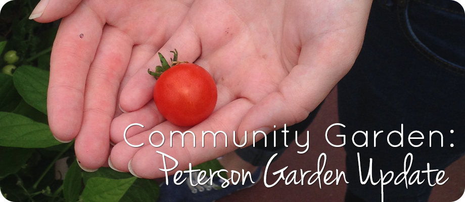Community Garden: Peterson Update