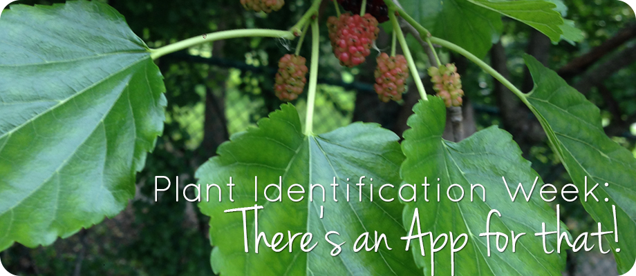 Plant ID Apps