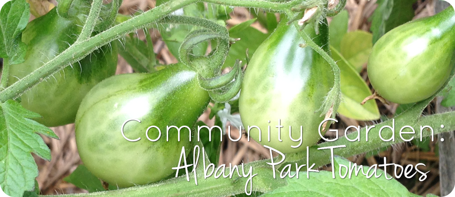 Albany Park Tomatoes