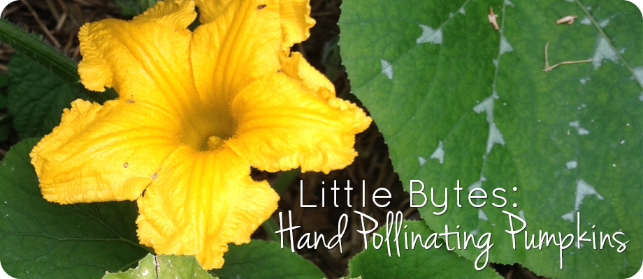 hand pollinating pumpkins