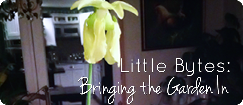 Little Bytes – Bringing the Garden In