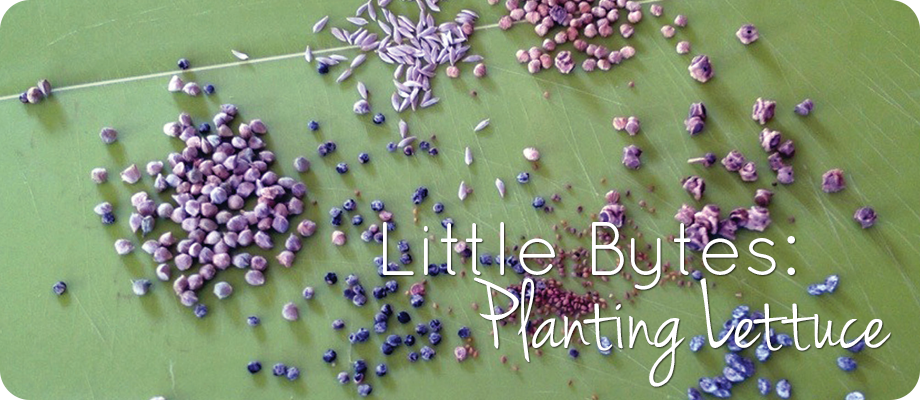 Little Bytes – Let’s Plant Some Lettuce