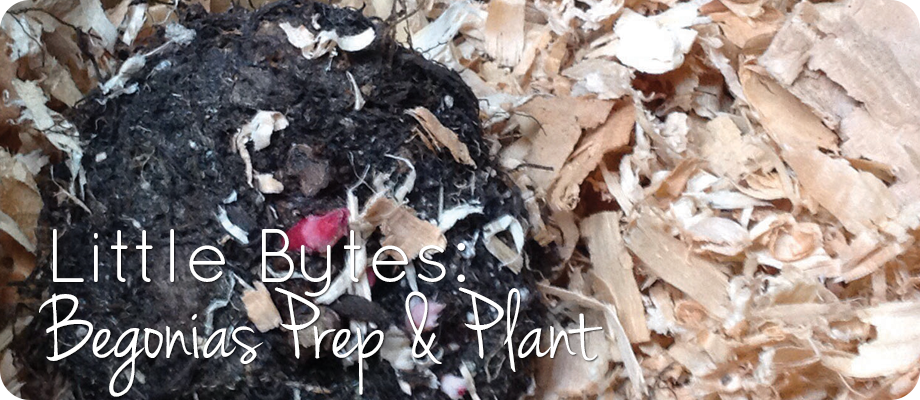 Little Bytes: Begonia Prep and Plant